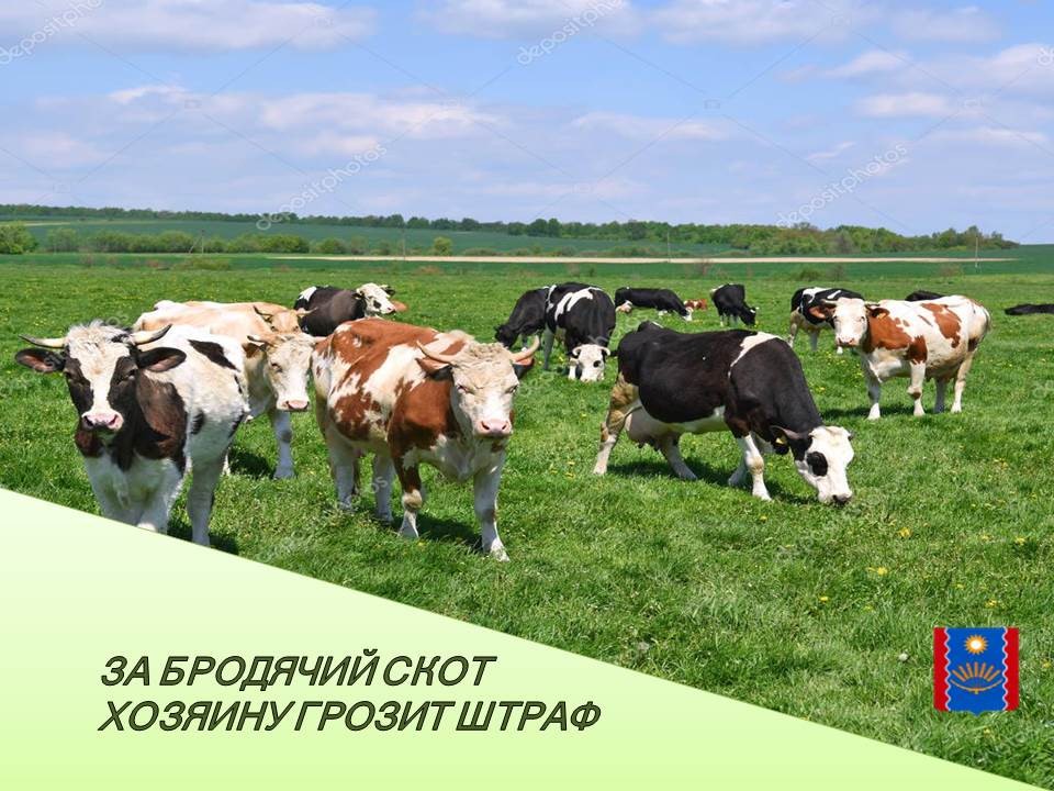 Дополнительные требования к содержанию домашних животных, в том числе к их выгулу, на территории Алтайского края.